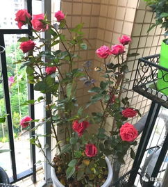 鲜花怕冻怎么保暖,鲜花保暖攻略，让美丽绽放不畏严寒