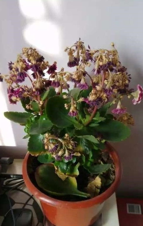 长寿花为什么花朵干枯,原因与养护攻略