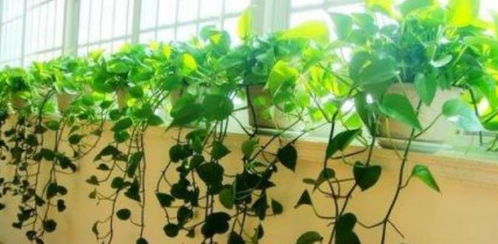 绿萝应该养放在哪个方向,揭秘最佳摆放方向