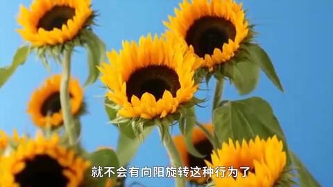 为什么种向日葵花朵,揭秘向日葵花朵绽放的秘密