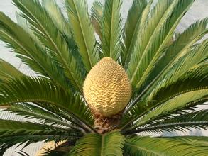 苏铁是什么植物,古老而神秘的植物王国探秘