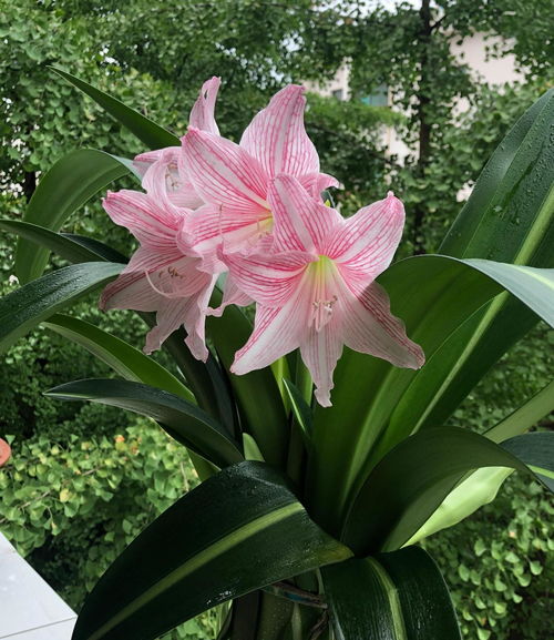 朱顶红白肋怎么养,打造美丽花姿的秘密