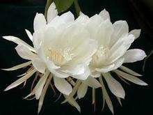 昙花长什么样,揭秘神秘美丽的昙花形态