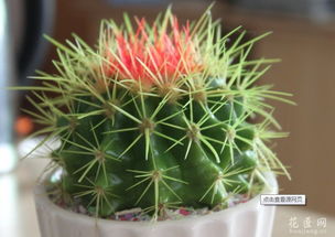 仙人球怎么消毒,守护绿植健康的秘诀