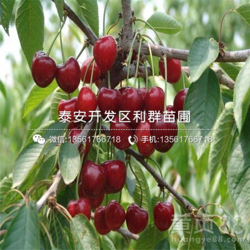 石咀村大樱桃种植基地电话