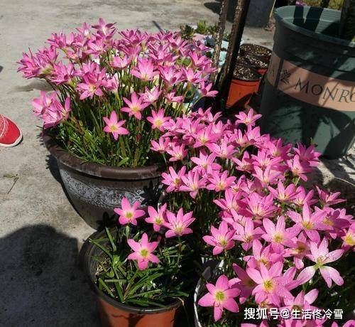 种韭菜莲有什么用,益处与价值探索
