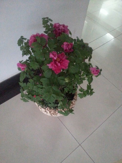 三地玫瑰怎么分盆,巧手培育，共享芬芳