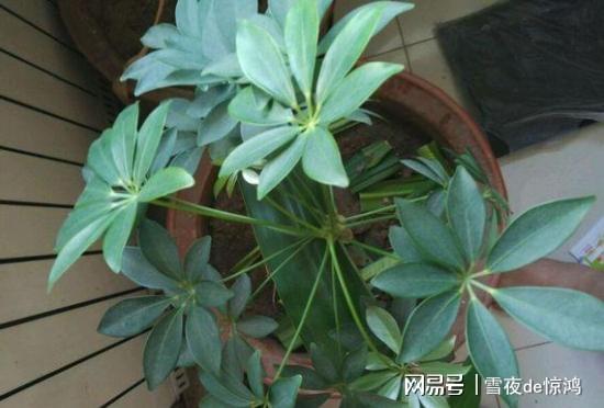 鹅掌柴怎么修剪,鹅掌柴修剪技巧全解析