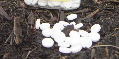 阿司匹林怎么样养花,神奇养花秘方大揭秘