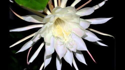 昙花长什么样,揭秘神秘美丽的昙花形态