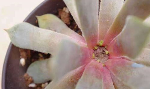 桃美人怎么砍头繁殖,轻松掌握植物克隆新技巧