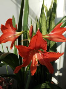 君子兰属于什么科,石蒜科中的瑰宝
