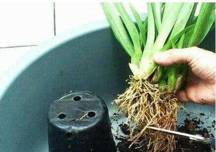 花盆的土里有什么,花盆里的生命奇迹