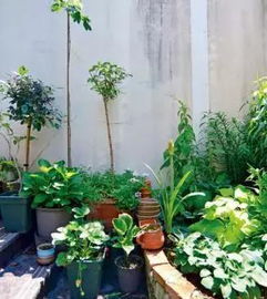 家庭花草怎么防晒,守护绿植健康，享受夏日清凉