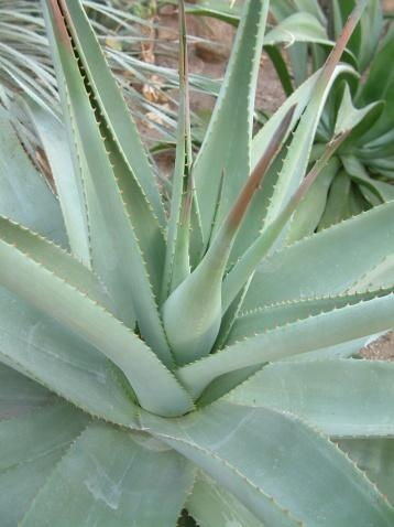 芦荟是什么类植物,神奇的多肉植物家族成员