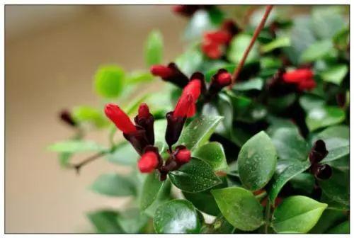 吊兰会开花有什么颜色,缤纷色彩绽放自然之美