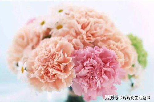 养花怎么养才不会枯美康乃馨,告别枯萎，绽放美丽