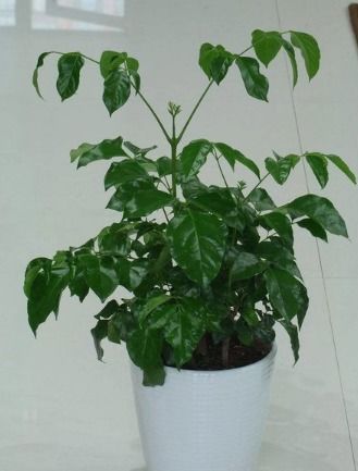 幸福树如何浇水,掌握浇水技巧，让幸福树茁壮成长