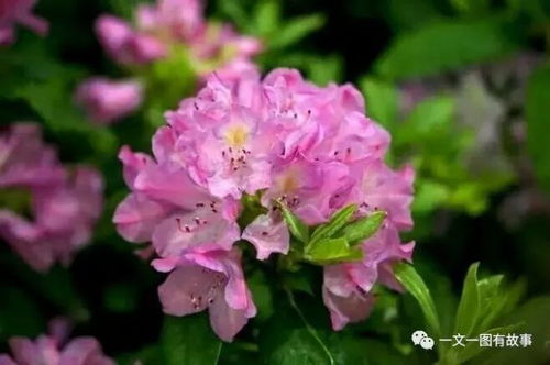 杜鹃花长什么样子,绽放的火红精灵，春日里的璀璨明珠
