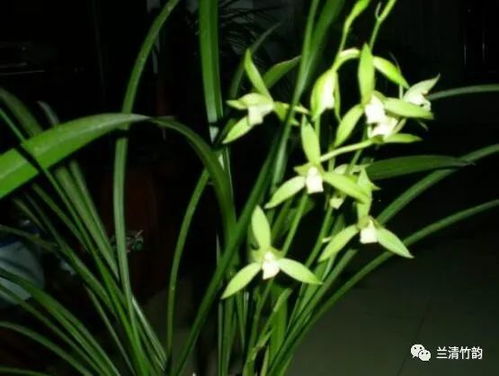 兰花怎么养才能开花,掌握技巧，让兰花绽放美丽花朵