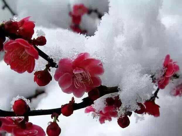 怎么样的梅花,探寻梅花之美