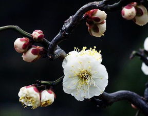 什么品种梅花耐高温,夏日绽放的坚韧之花