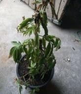 芍药花叶子发黄怎么办,芍药花叶子发黄原因及解决方法全解析