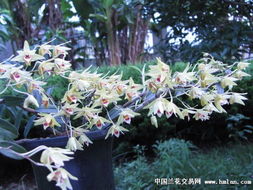 什么石斛春节开花,探寻传统名花绽放之谜