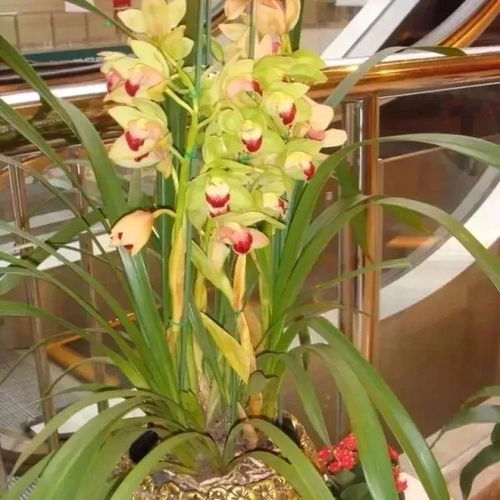 大花蕙兰品种有哪些,探寻花中珍品的多彩世界