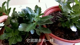 长寿花怎么叶插,轻松掌握叶片生根技巧