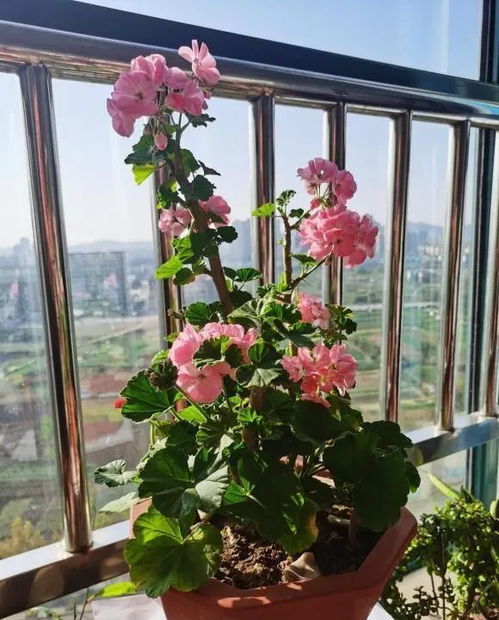 秋冬需要修剪的花有哪些,这些花卉修剪攻略，助您打造美丽花园