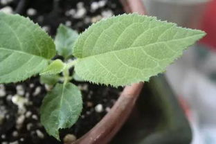花种子种之前怎么泡,花种子播种前的关键准备步骤