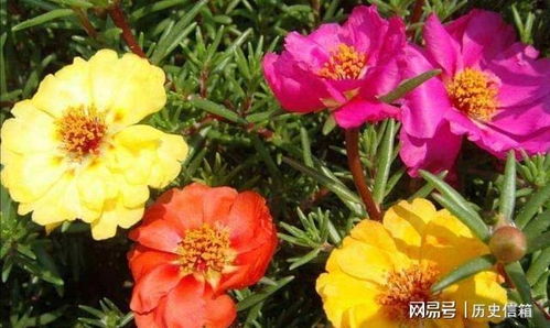 有什么花养不死的,揭秘那些“养不死的神奇花卉”