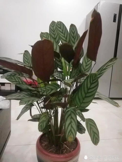 飞羽竹芋多久服盆,见证植物从适应到茁壮的蜕变之旅