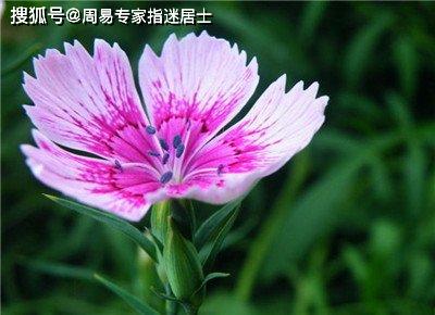 什么是露地花卉,露地花卉的生态魅力与园艺应用