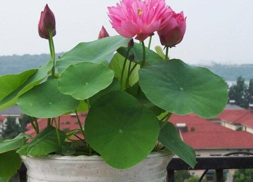 如何种植碗莲