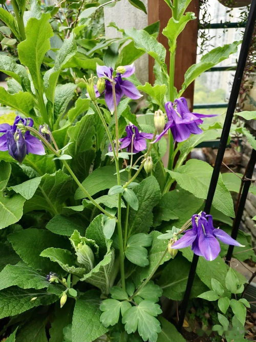 耧斗菜怎么养殖,耧斗菜种植养护全攻略