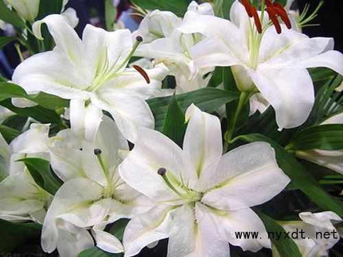 百合花怎么繁殖,百合花繁殖技巧全解析