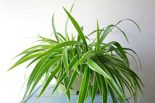 吊兰植物有哪些品种,盘点吊兰植物的多样品种与独特魅力