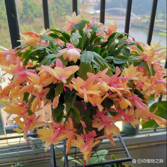 蟹爪兰冬天怎么养,温暖过冬，花开满盆”