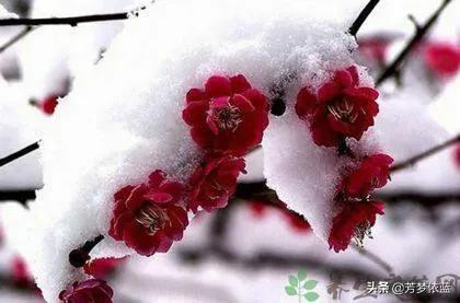 冬天开了哪些花,盘点冬季盛开的花朵