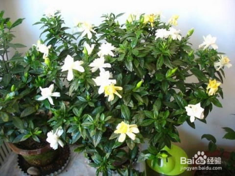 栀子花花朵发黄怎么办,栀子花花朵发黄原因及养护攻略