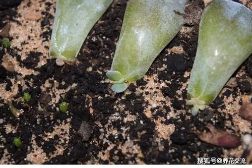 石面莲什么种植,石面莲的生态种植与繁育技术解析