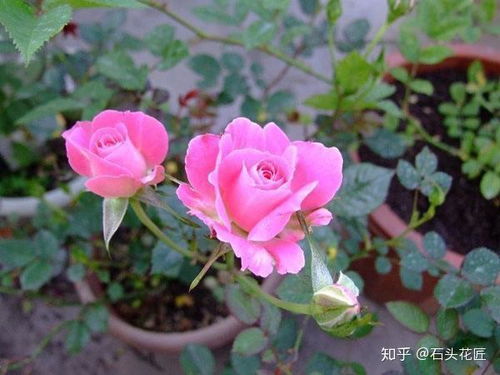 月季花盆我喝说盆怎么养,阳光是月季的“小太阳”