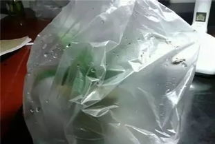 哪些花适合套塑料袋,这些花卉更适宜“保暖”养护