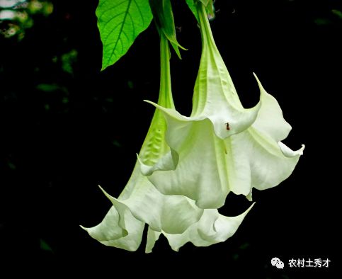 曼陀罗花预示什么,神秘预言的象征解读