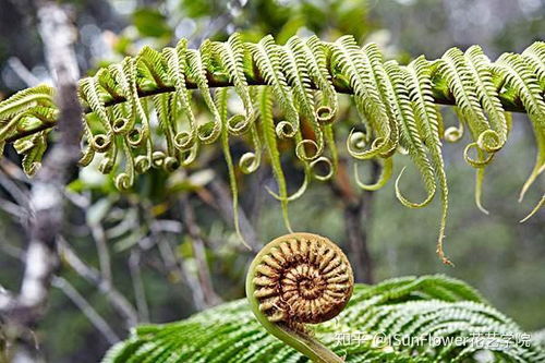 蕨类植物怎么养,选择合适的“家”