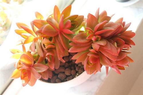 火祭秋季怎么养护,焕发生机，迎接金秋