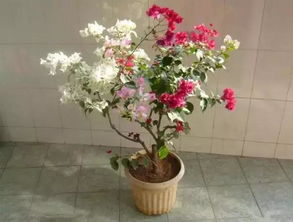 鲜花应该怎么养,揭秘鲜花的养生奥秘与实用方法