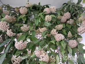 球兰怎么养才能开花,养护攻略助您繁花似锦